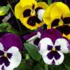 Pansies 2