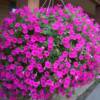 Petunia (Pink Wave)Se