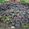 Sweet Potato Purple Vine