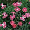 Dianthus