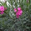 Oleander